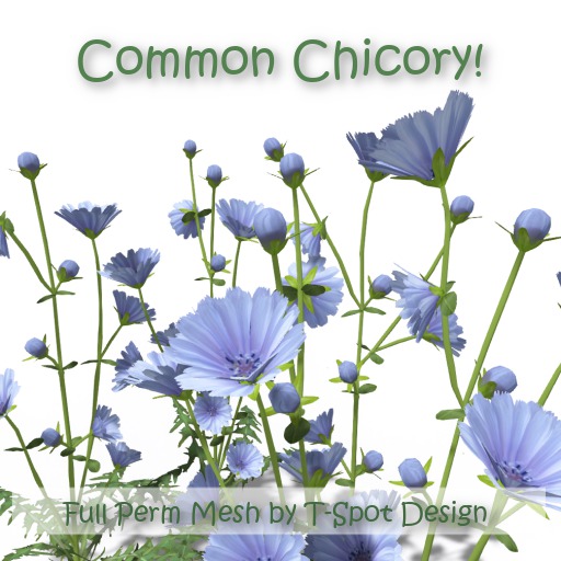 T-Spot Mesh - Common Chicory (Cichorium intybus) - Full Perm - LI=0.5-0.9