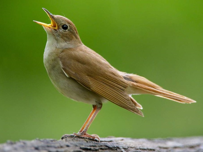 Nightingale sound effect