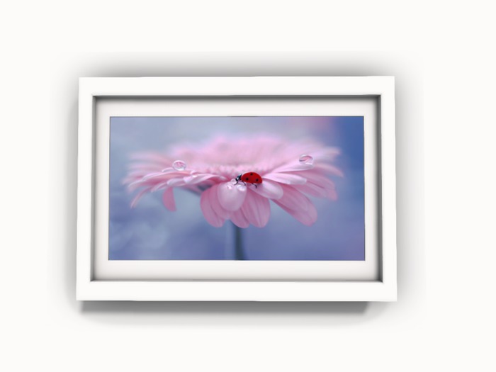 Mesh Art & Photo 0002