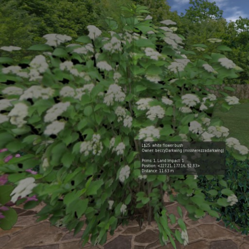 white flower bush