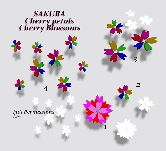 Sakura Cherry Blossoms / Full perm Box