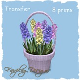Sweet Hyacinth Nestled in Weaved Basket!