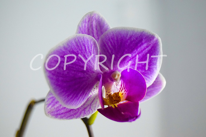 Orchid.2