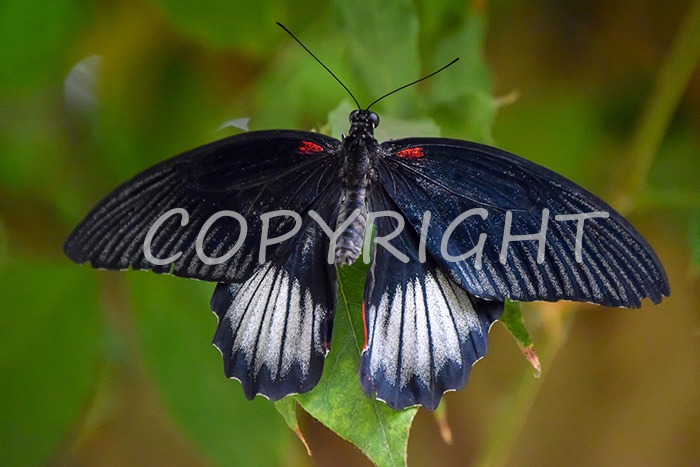 Butterfly.1