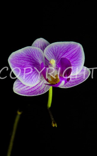 Orchid.1