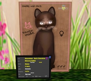 KittyCatS Box - New Born Kitten