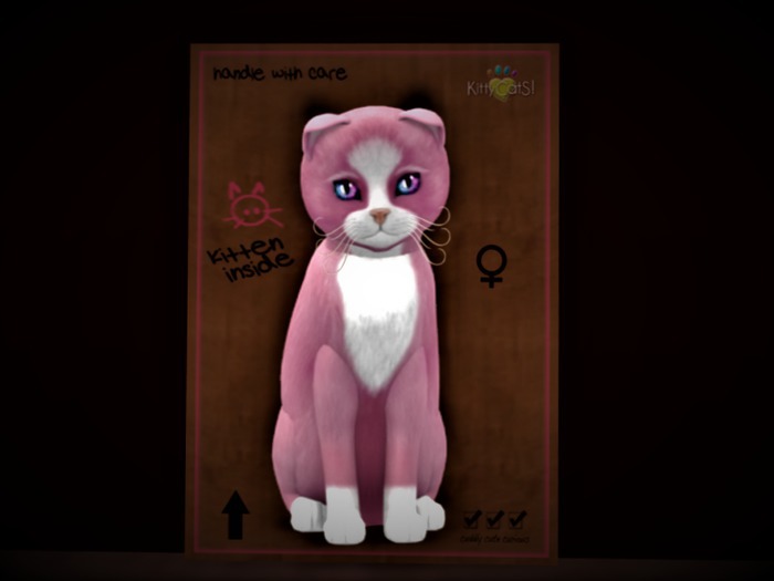 KittyCatS Box - New Born Kitten