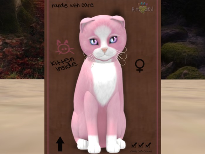 KittyCatS Box - New Born Kitten