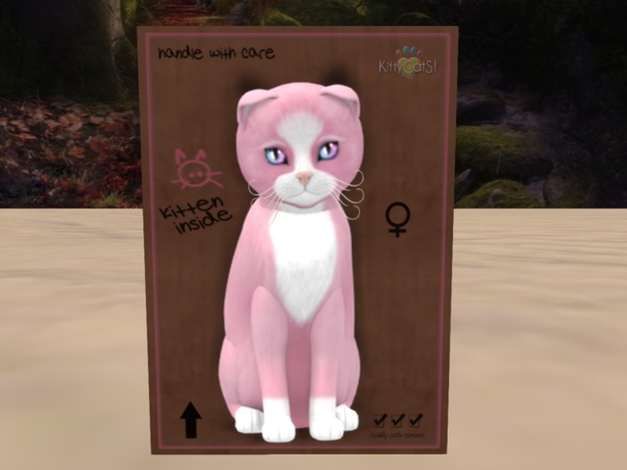 KittyCatS Box - New Born Kitten