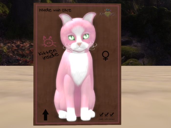 KittyCatS Box - New Born Kitten