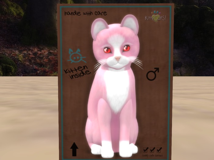 KittyCatS Box - New Born Kitten