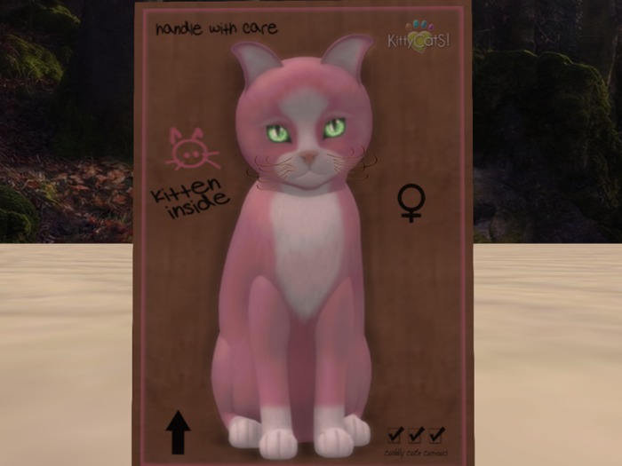 KittyCatS Box - New Born Kitten