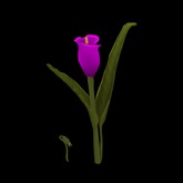 PURE MAGENTA LILY SEEDLINGs