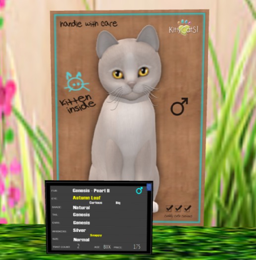 KittyCatS Box - Genesis - Pearl II
