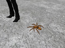 TM Crawling Spider Above Ground - Mom: Optional Birthing of Baby Spiders