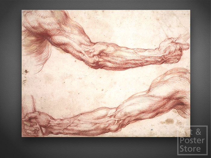 Rubens | Arm Studies Classic Renaissance Drawing | Unframed Mesh Canvas