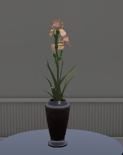 Peach Bearded Iris Arrangement (ADD)