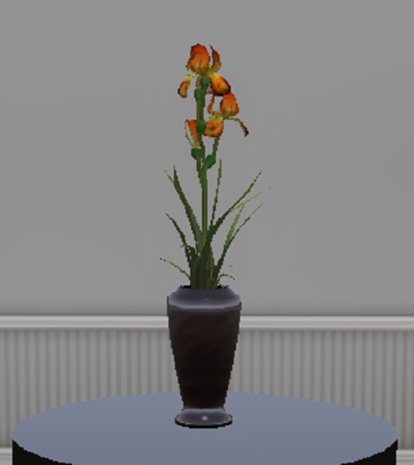 Orange Combustable Cinnamon Bearded Iris (ADD)