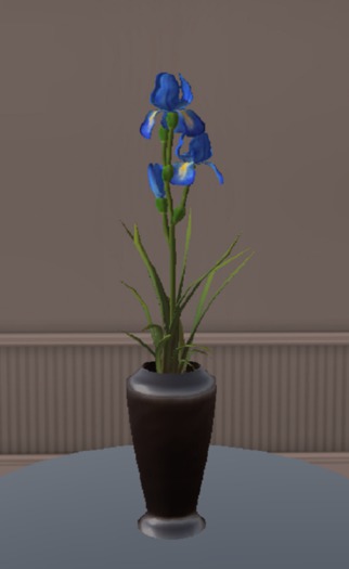 Light Royal Bearded Iris Arrangement (ADD)