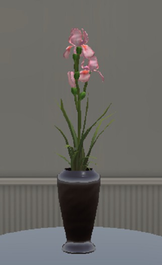 Light Pink Bearded Iris Arrangement (ADD)