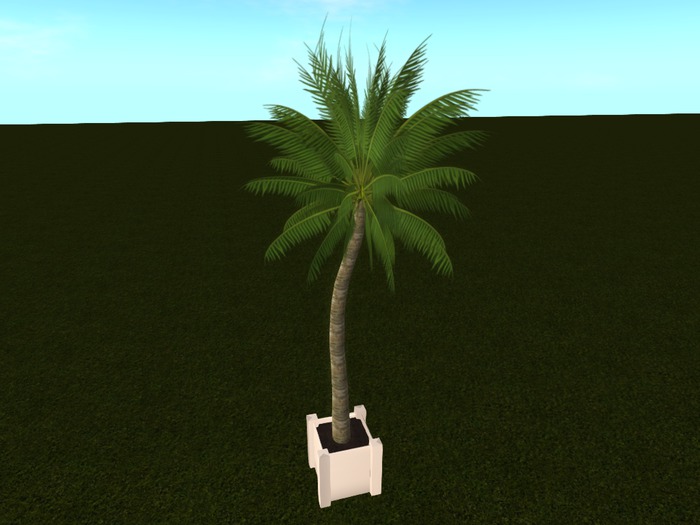 Palm (potted)