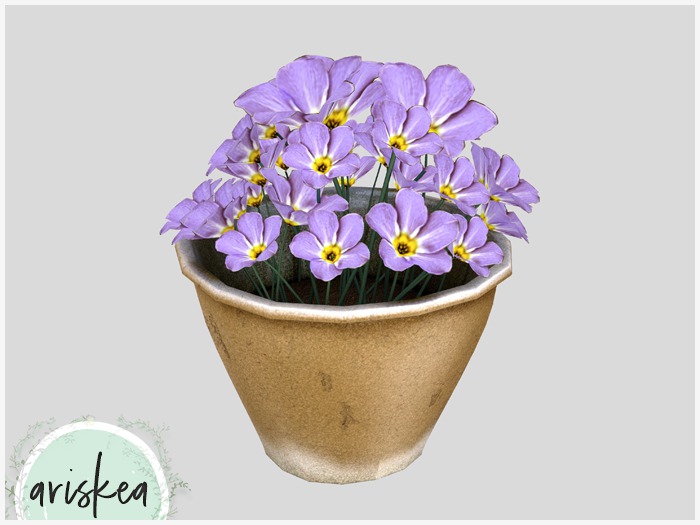 Ariskea [Charm] Aster Yellow Pots [Violet]