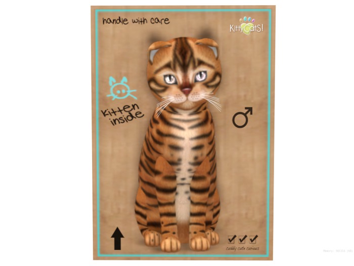 KittyCatS Box - 9 T - M - Toyger - Caramel