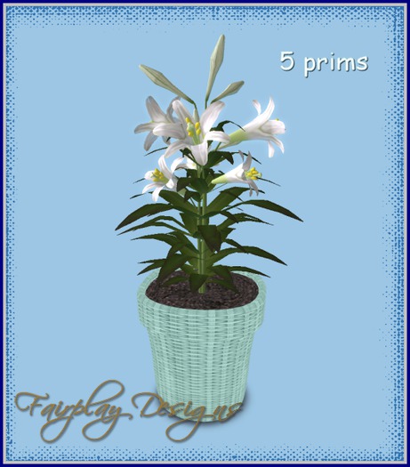 Regular White Easter Lilies!