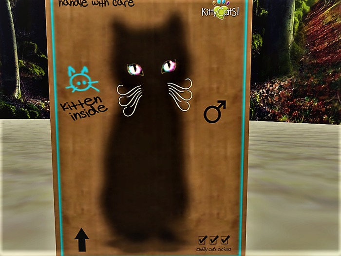 KittyCatS Box - New Born Kitten