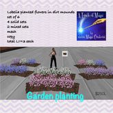 Garden Planting Lobelia Flowers-Crate