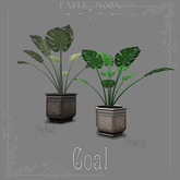 *pm* Metal Moroccan Monstera Planter: Coal (ADD ME)