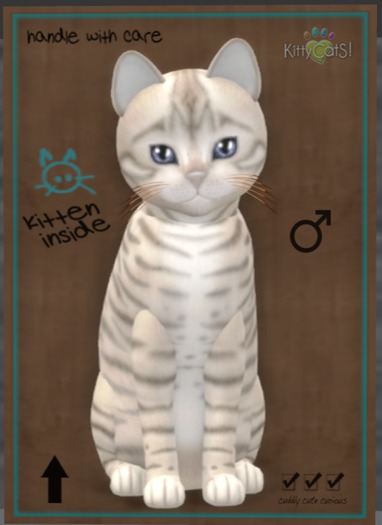KittyCatS Box - Toyger - Snow