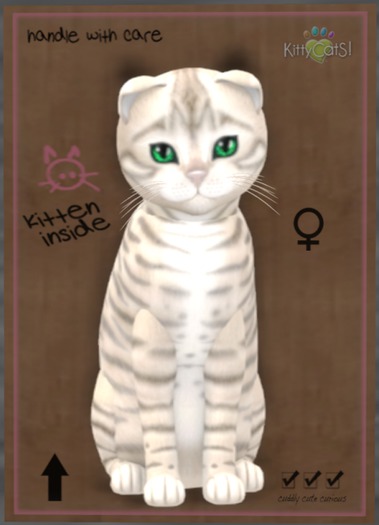 KittyCatS Box - Toyger - Snow