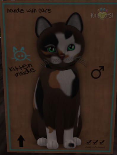 KittyCatS Box - New Born Kitten