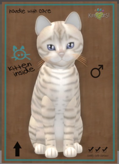 KittyCatS Box - Toyger - Snow