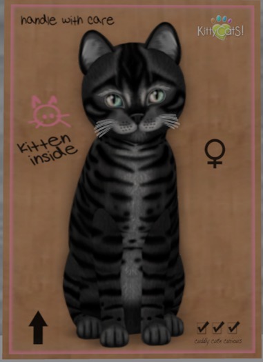 KittyCatS Box - Toyger - Coal