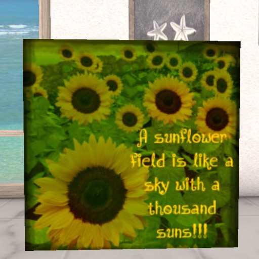 sunflower picture