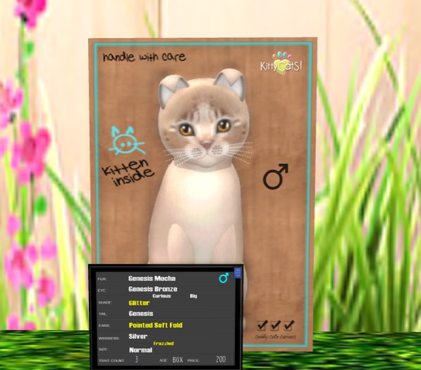 KittyCatS Box - New Born Kitten