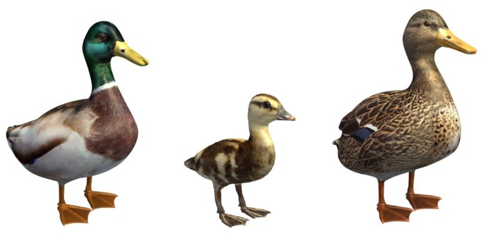 mallard family Standing by Rofa Design