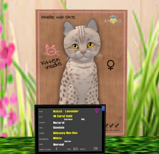 KittyCatS Box - F Ocicat Lavender