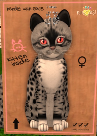 KittyCatS Box - New Born Kitten