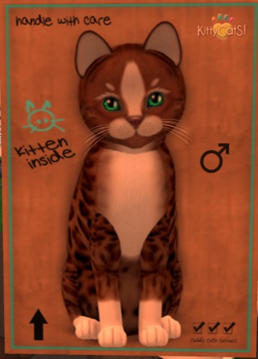 KittyCatS Box - New Born Kitten