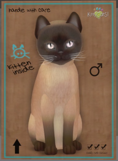 KittyCatS Box - Tonkinese - Champagne