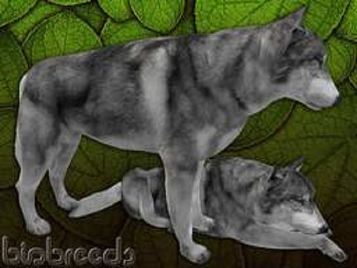 BB Wolf Box - Grey - Female