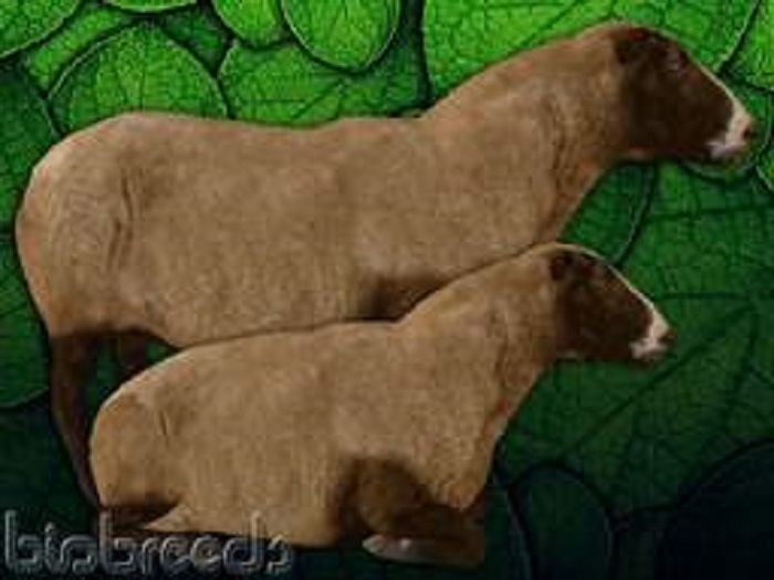 BB Sheep Box - Rambouillet - Male