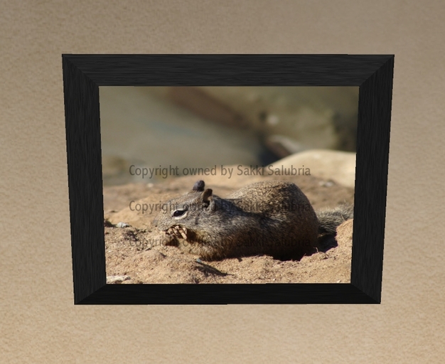 ~Ground Squirrel Framed