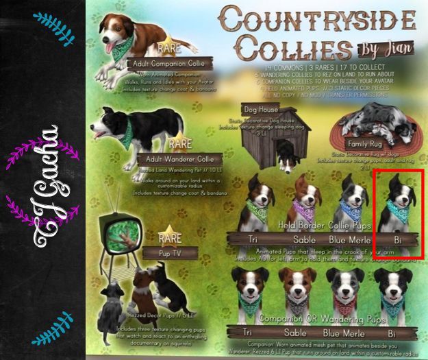JIAN Countryside Collies :: Held Pup Bi BOX