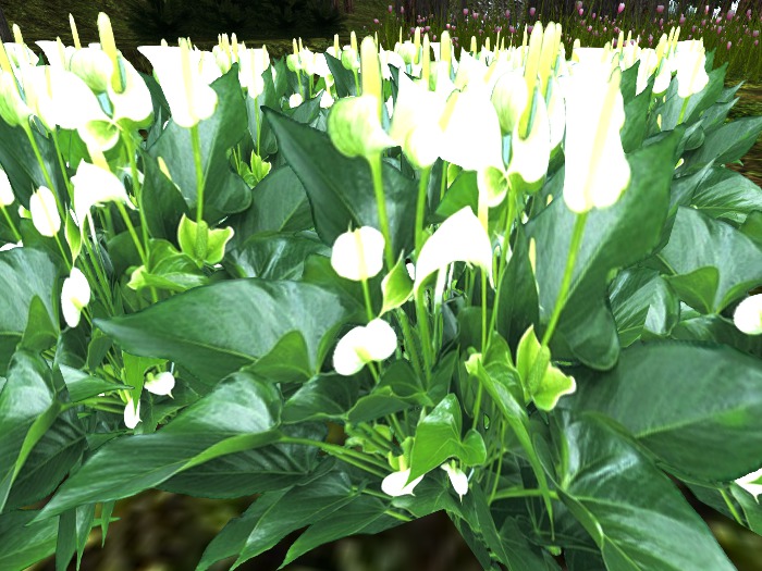 White Anthium