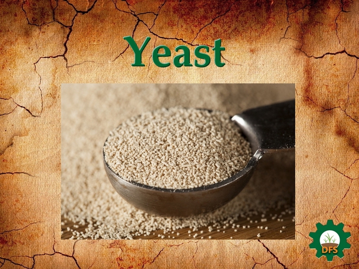 DFS Texture Yeast
