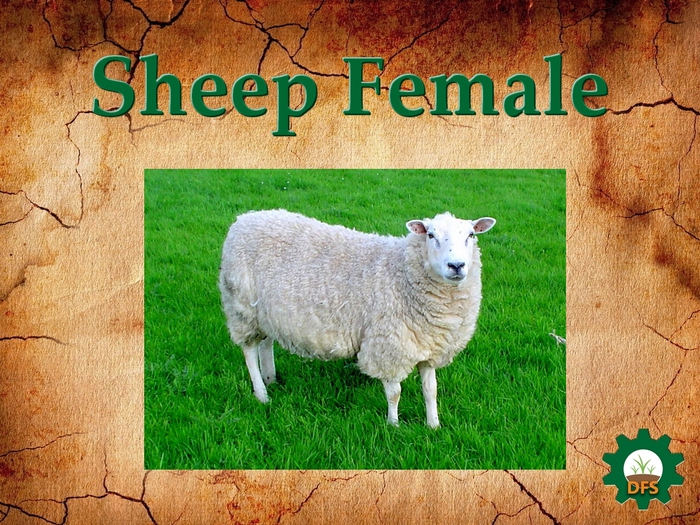 DFS Texture Sheep Female
